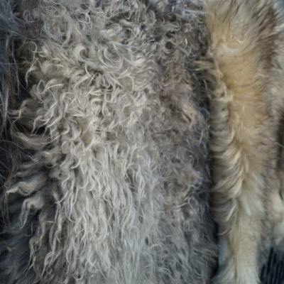 Tannery Poland- Decorative sheepskins